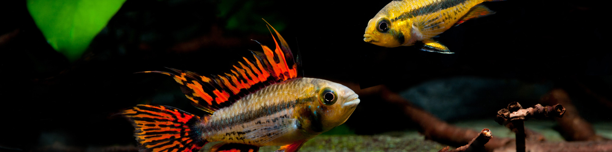 Store locator Fishipedia